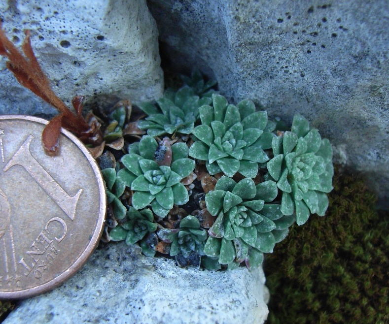 monte Miletto - Saxifraga porophylla